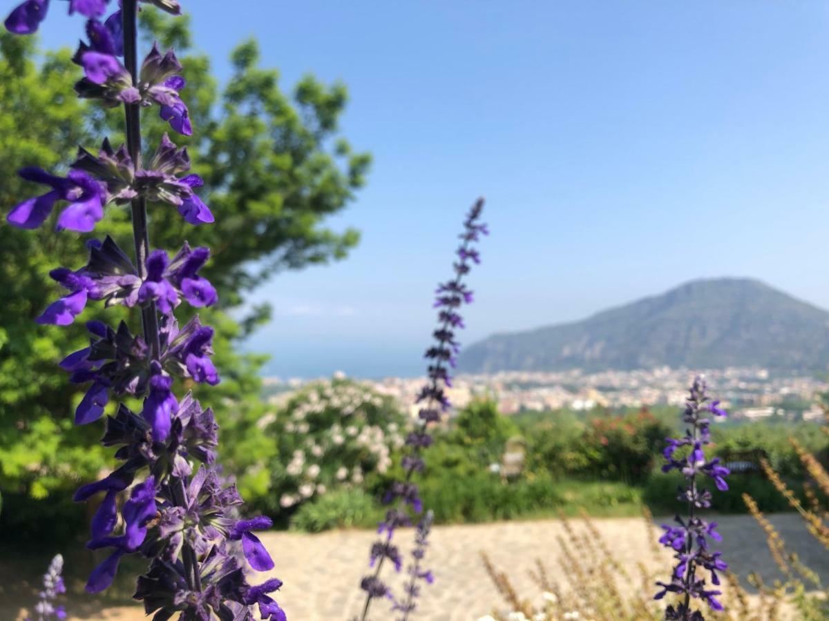 Agriturismo L'Olivara Piano di Sorrento Luaran gambar